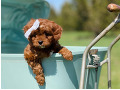 cavapoo-small-0