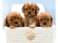 cavapoo-small-1