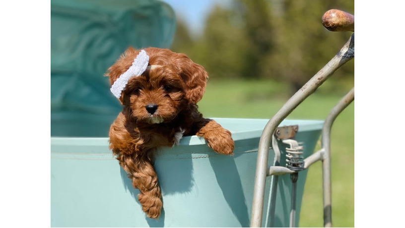 cavapoo-big-0