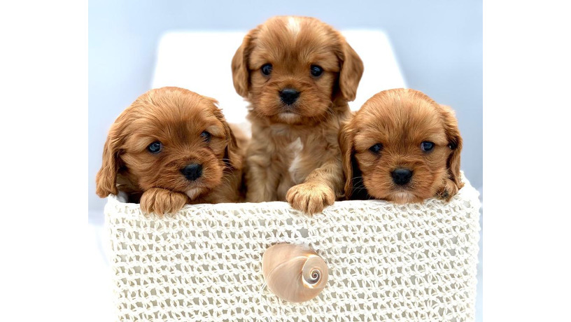 cavapoo-big-1