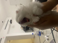 -small-2