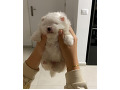 -small-0