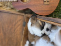 einats-small-4