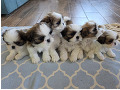 einats-small-0