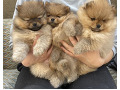 -small-3