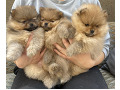 -small-4
