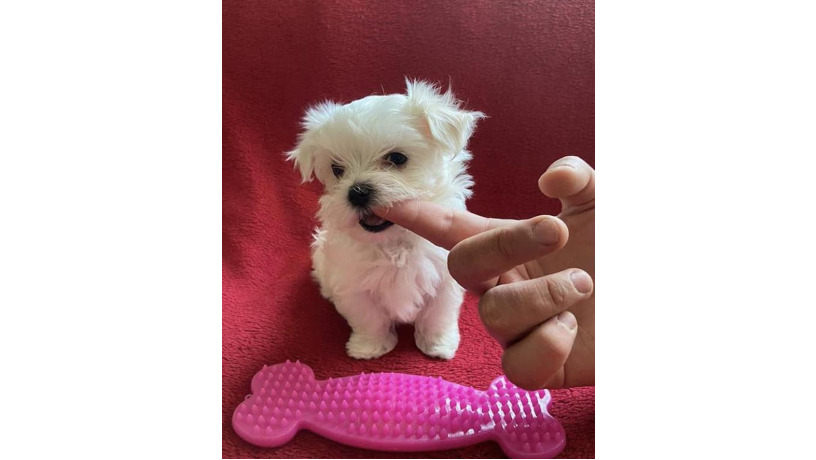 mini-big-0