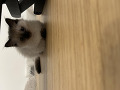 -small-3