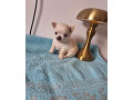 -small-3