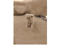 -small-4