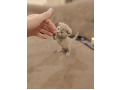 -small-2