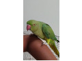 -small-3