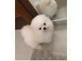 -small-1