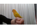 -small-2