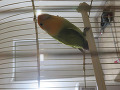 lovebird-small-1