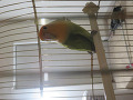 lovebird-small-2