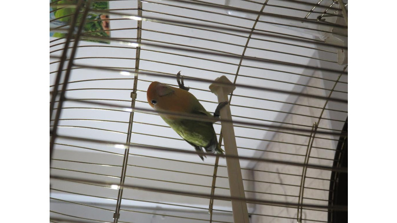 lovebird-big-3