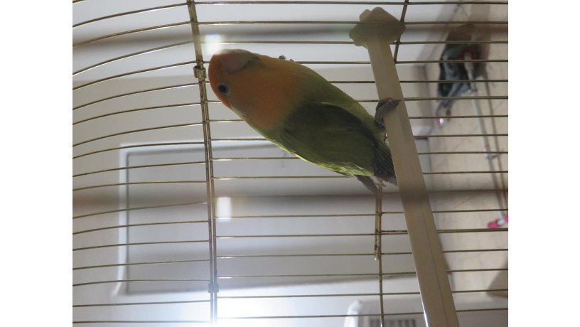 lovebird-big-1