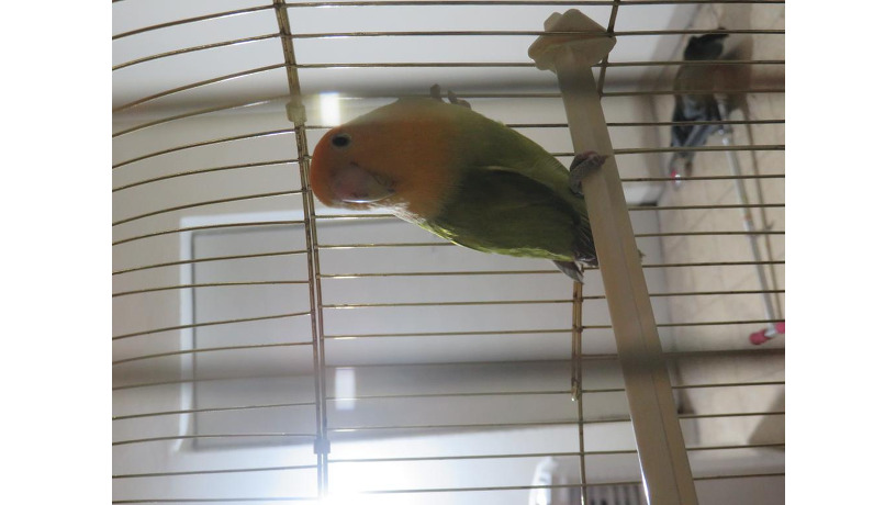 lovebird-big-2