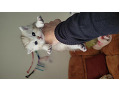 -small-3