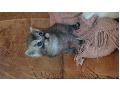 -small-2