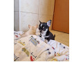 -small-3