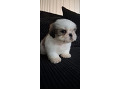 -small-2