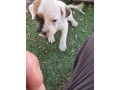 -small-4