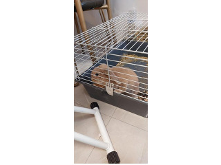 *ארנבת מתוקה למכירה! ????????* מחפשים