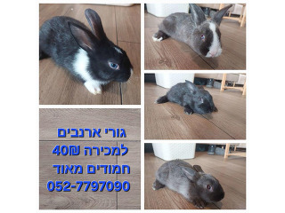 גורי ארנבים חמודים בכמה הצבעים
