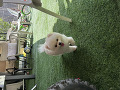 -small-3