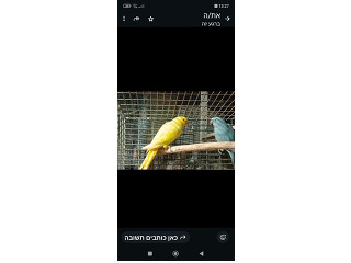 דררה צהובה נקיבה בת שנתיים
