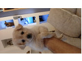 -small-4