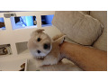 -small-2