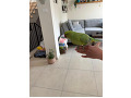 -small-4