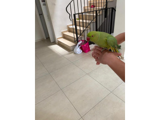 תוכי דררה בן שנה כנראה