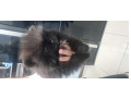 -small-1