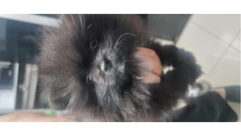 -big-5