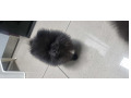 -small-2
