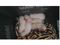 -small-7