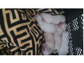 -small-8