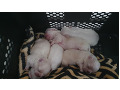 -small-8