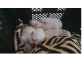 -small-7