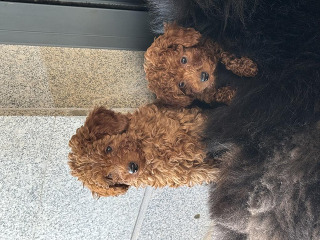 2 זכרים פודל טוי גזעים