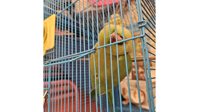 -big-1