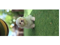 -small-3