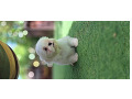 -small-2