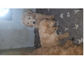 -small-2