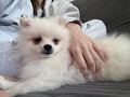 -small-2