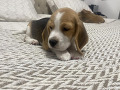 -small-4